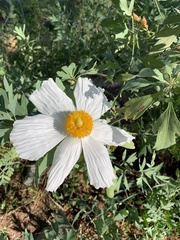 Romneya coulteri