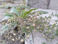 Arenaria serpyllifolia