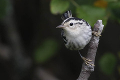 Mniotilta varia