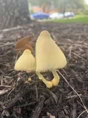 Leucocoprinus birnbaumii