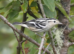 Mniotilta varia