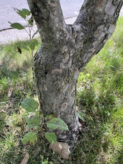 Plantae