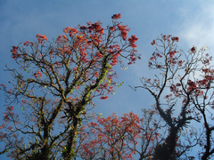 Erythrina