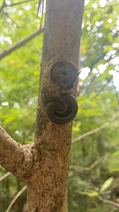 Narceus americanus