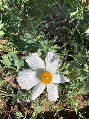 Romneya coulteri