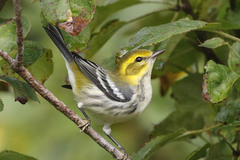 Setophaga virens