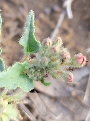 Nyctaginia capitata