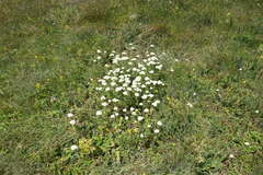 Achillea nobilis