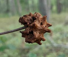 Callirhytis seminator