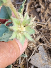 Nyctaginia capitata