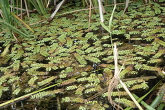 Salvinia natans