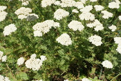 Achillea nobilis