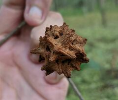 Callirhytis seminator