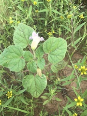 Proboscidea parviflora