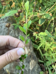 Arctostaphylos uva-ursi