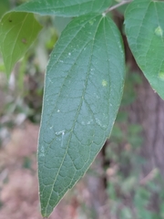 Celtis laevigata