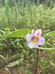 Proboscidea parviflora