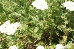 Achillea nobilis