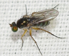 Dolichopodinae