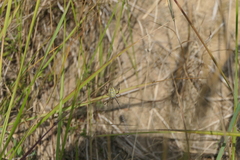 Argiope bruennichi