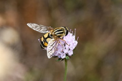 Helophilus trivittatus