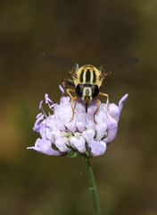 Helophilus trivittatus