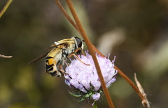 Helophilus trivittatus