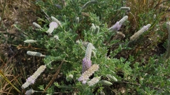 Dalea villosa