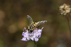 Helophilus trivittatus