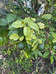 Citrus