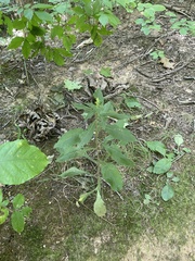 Solidago
