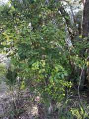 Citrus