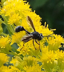 Physocephala furcillata