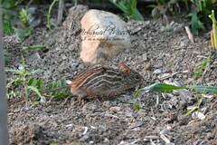 Lemniscomys barbarus