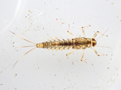 Takobia muticus