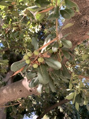 Cupaniopsis anacardioides