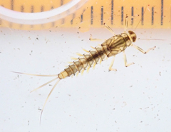 Takobia muticus
