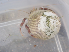 Pagurus bernhardus