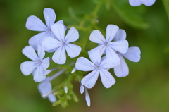 Plumbago auriculata