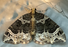 Ecliptopera silaceata