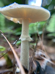 Amanita multisquamosa