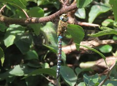 Aeshna mixta