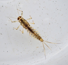 Takobia muticus