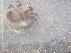 Pagurus bernhardus