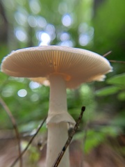 Amanita multisquamosa