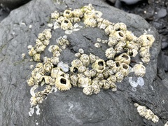 Balanus glandula