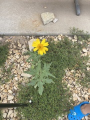 Verbesina encelioides