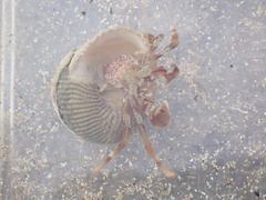 Pagurus bernhardus