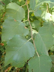 Betula pubescens