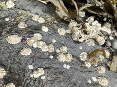 Balanus glandula